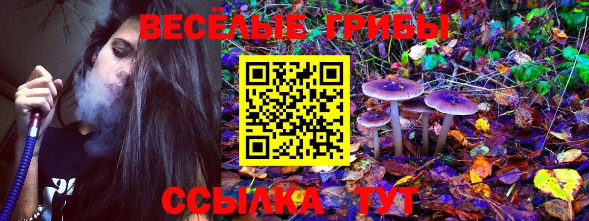 Псилоцибиновые грибы Psilocybine cubensis Шебекино